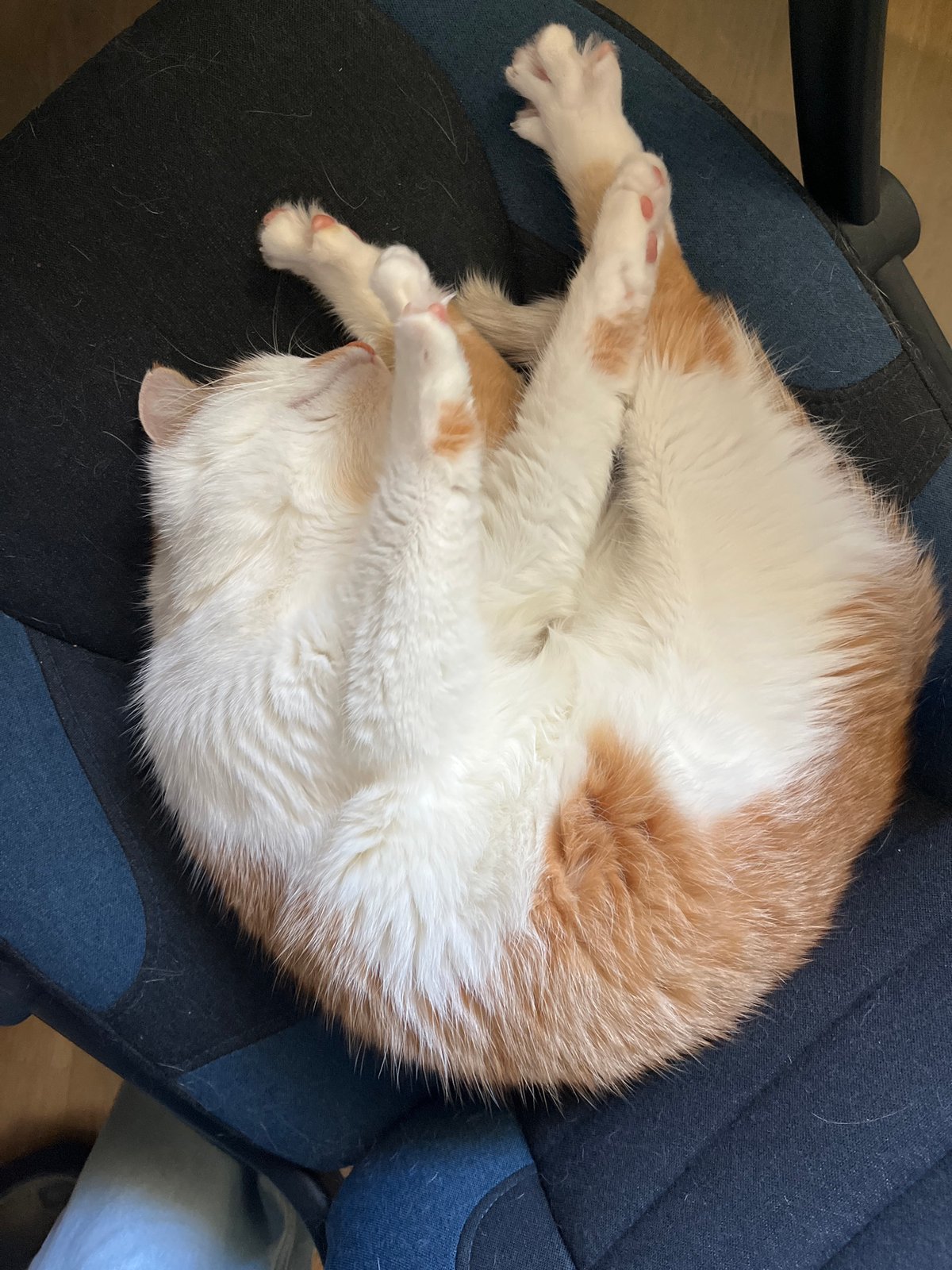Cat naps in office chair, street mirror spotted in Novi Sad