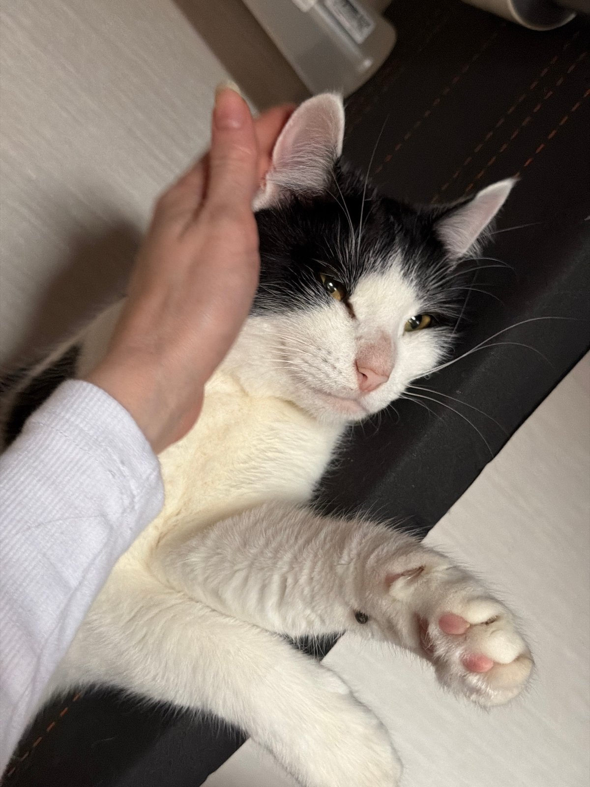 Khimki resident documents cat, diving, artwork in afternoon collection