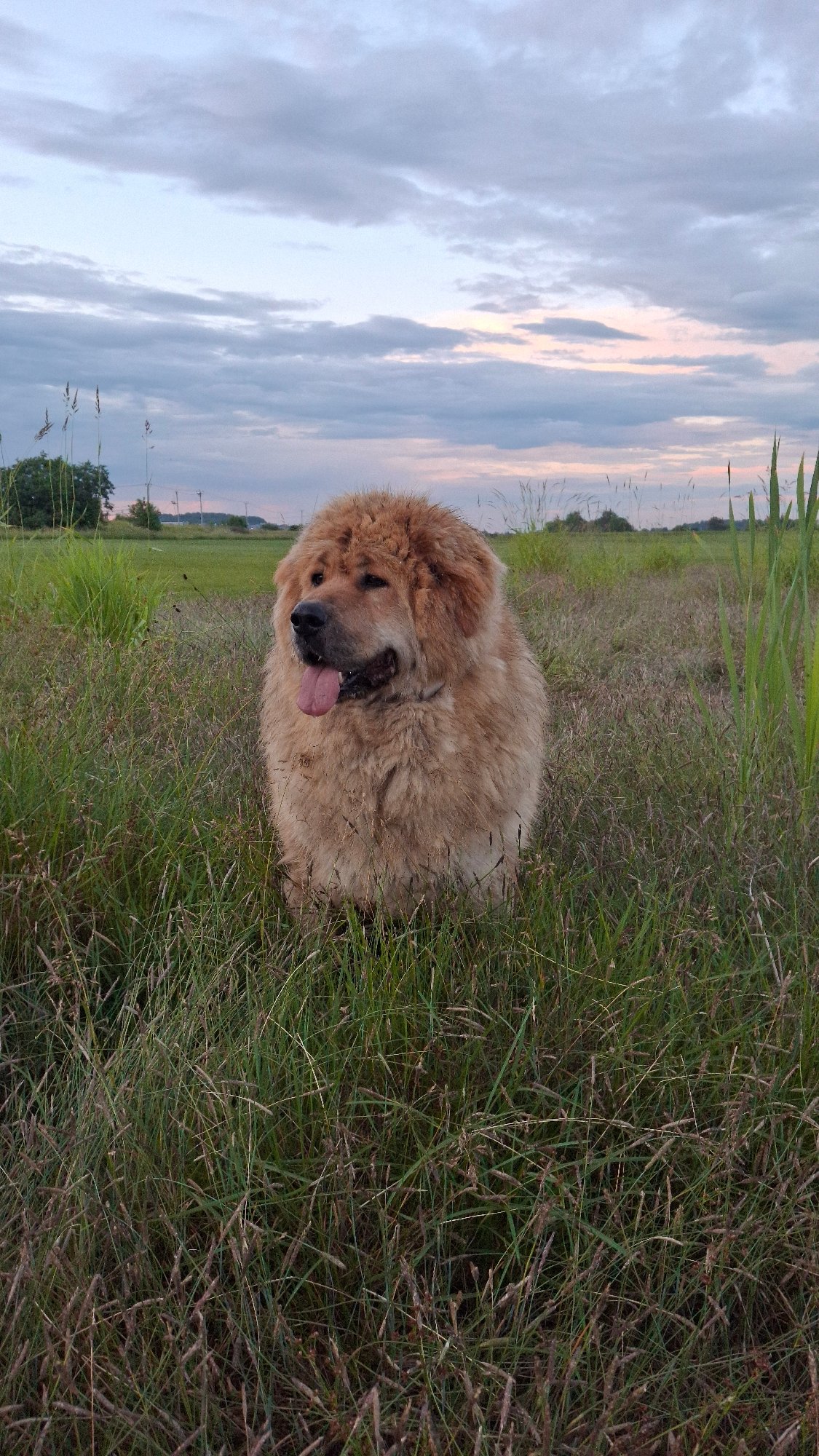 Golden retrievers roaming a grassy field at dusk in Kempelevo