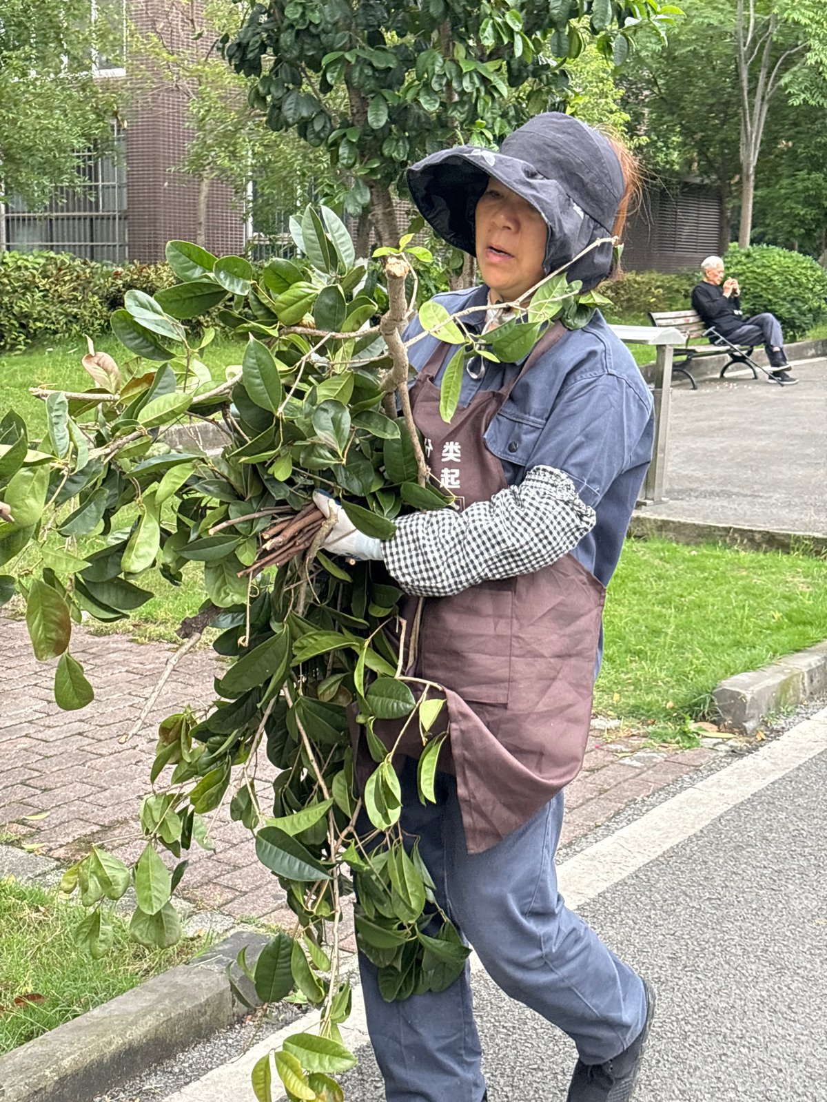 Woman with leafy branches observed on Shapingba District sidewalk