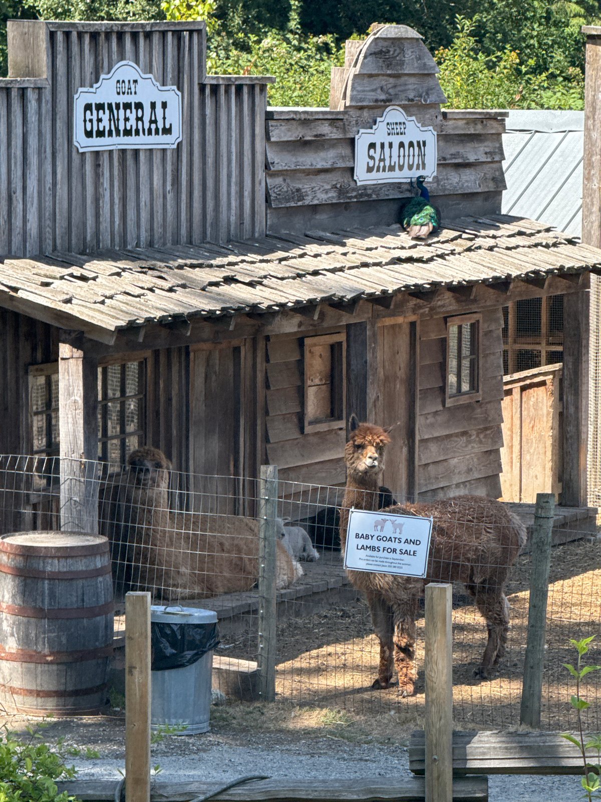 Alpacas and honey at a Central Saanich farm