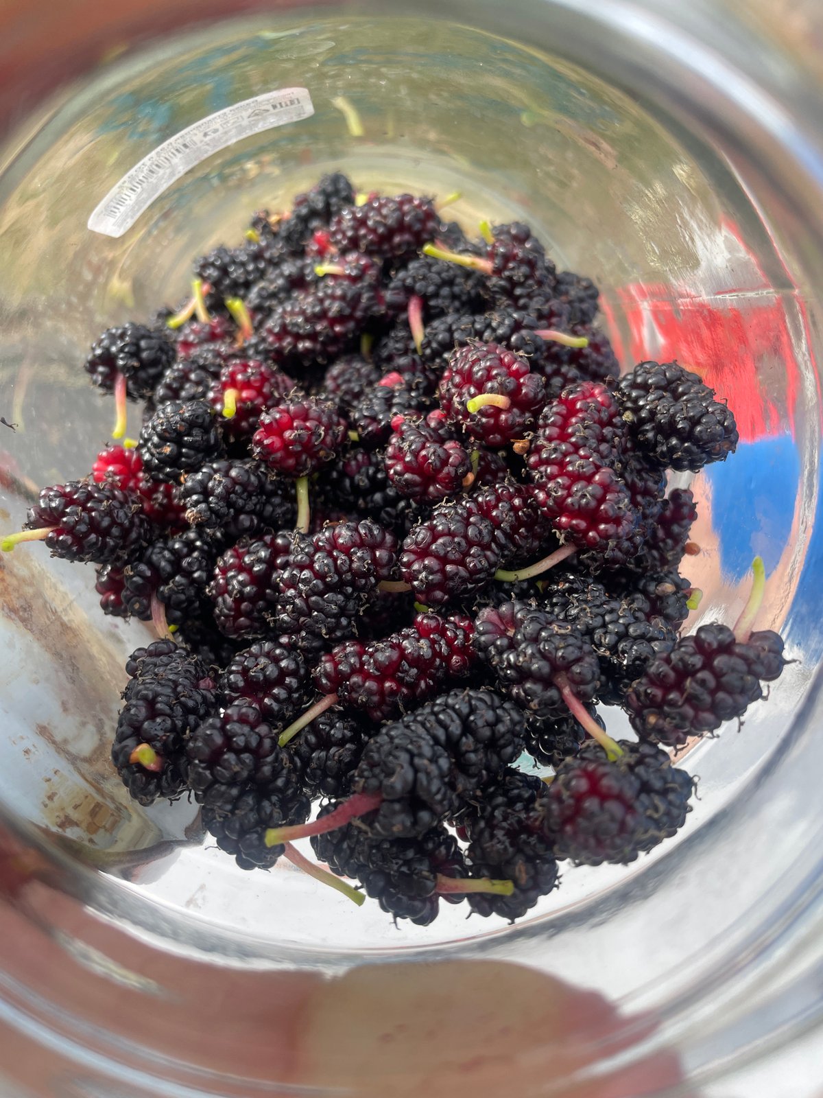Mulberry picking and neighborhood stroll in Baranovka, Russia