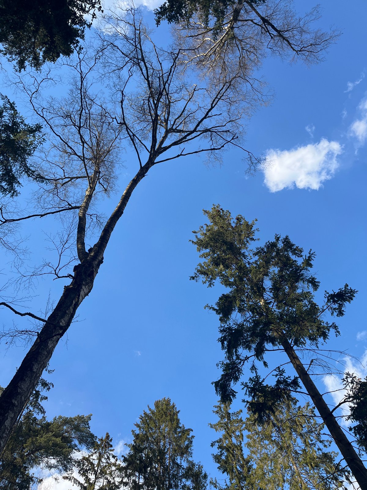Spring cleanup activities documented in Russian suburban communities
