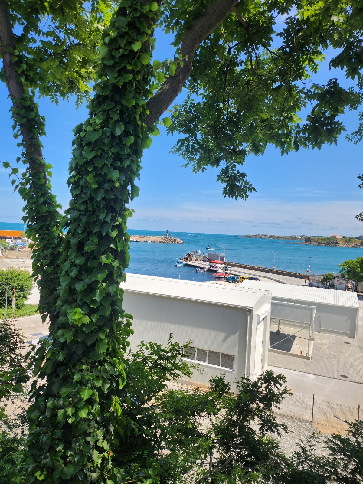 Tsarevo harbor framed through ivy-covered trees on a sunny afternoon