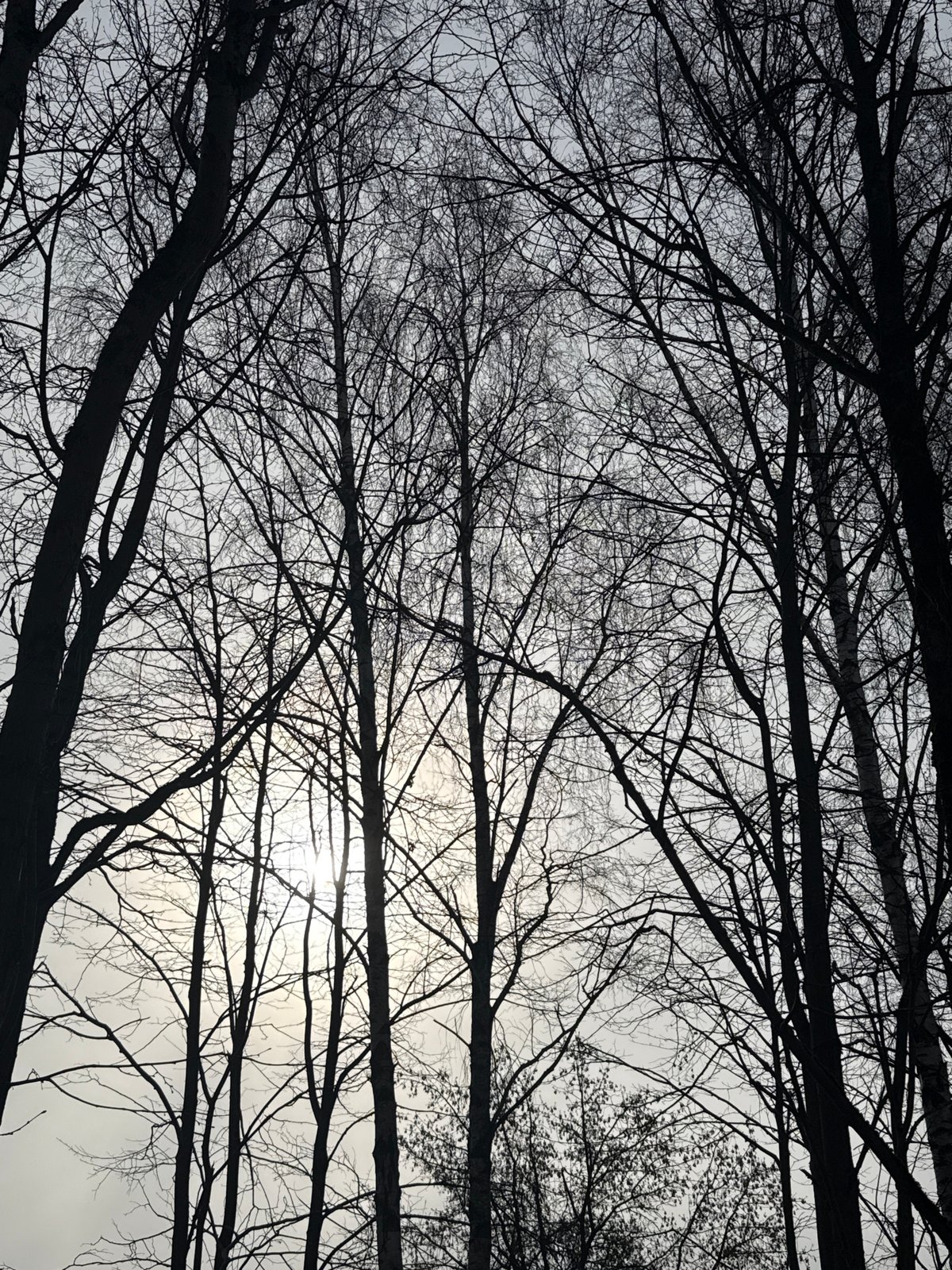 Morning sky view through bare branches captured in Dmitrov