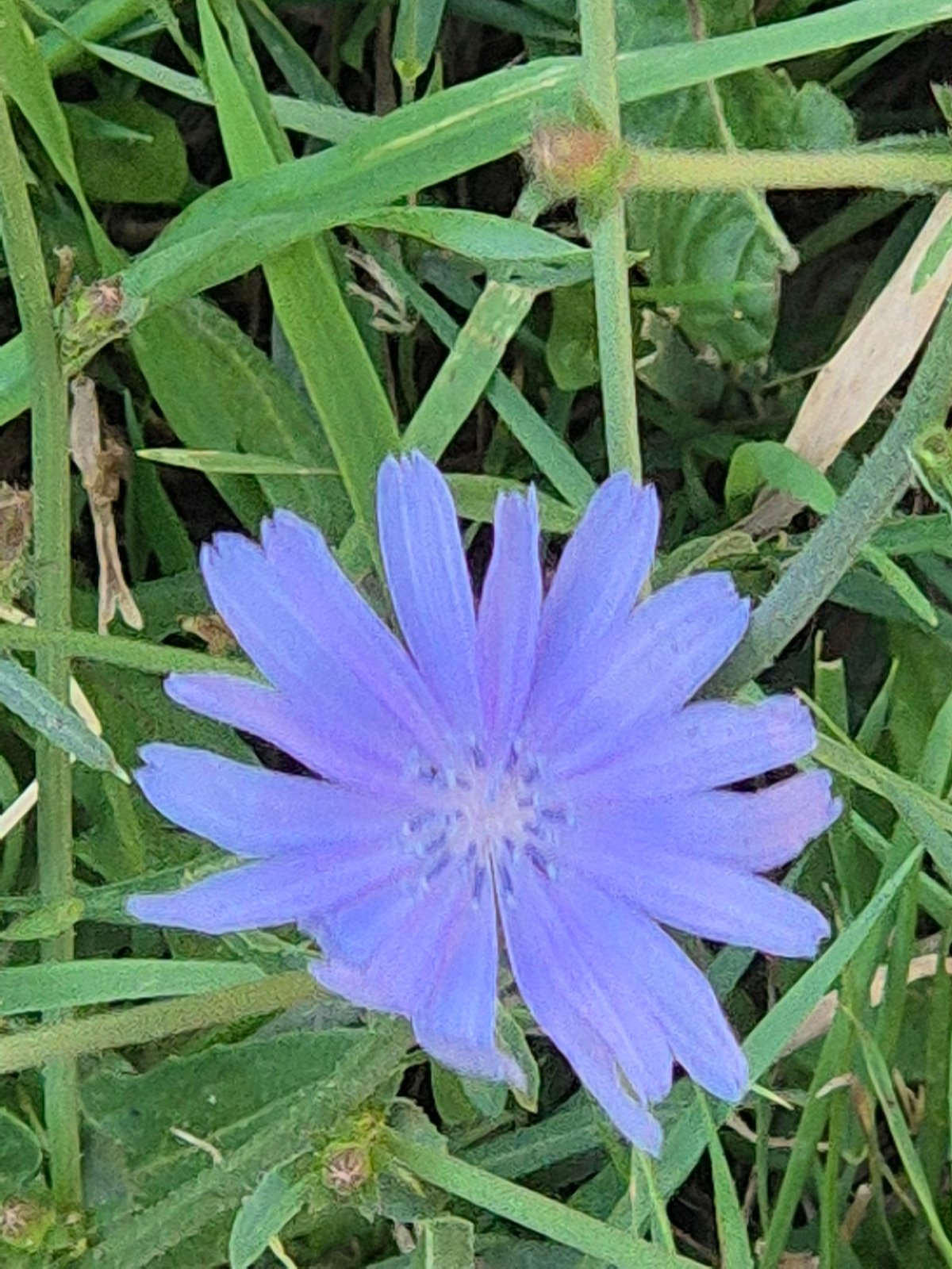 Flowers and lawn decor in a Kokshetau green space