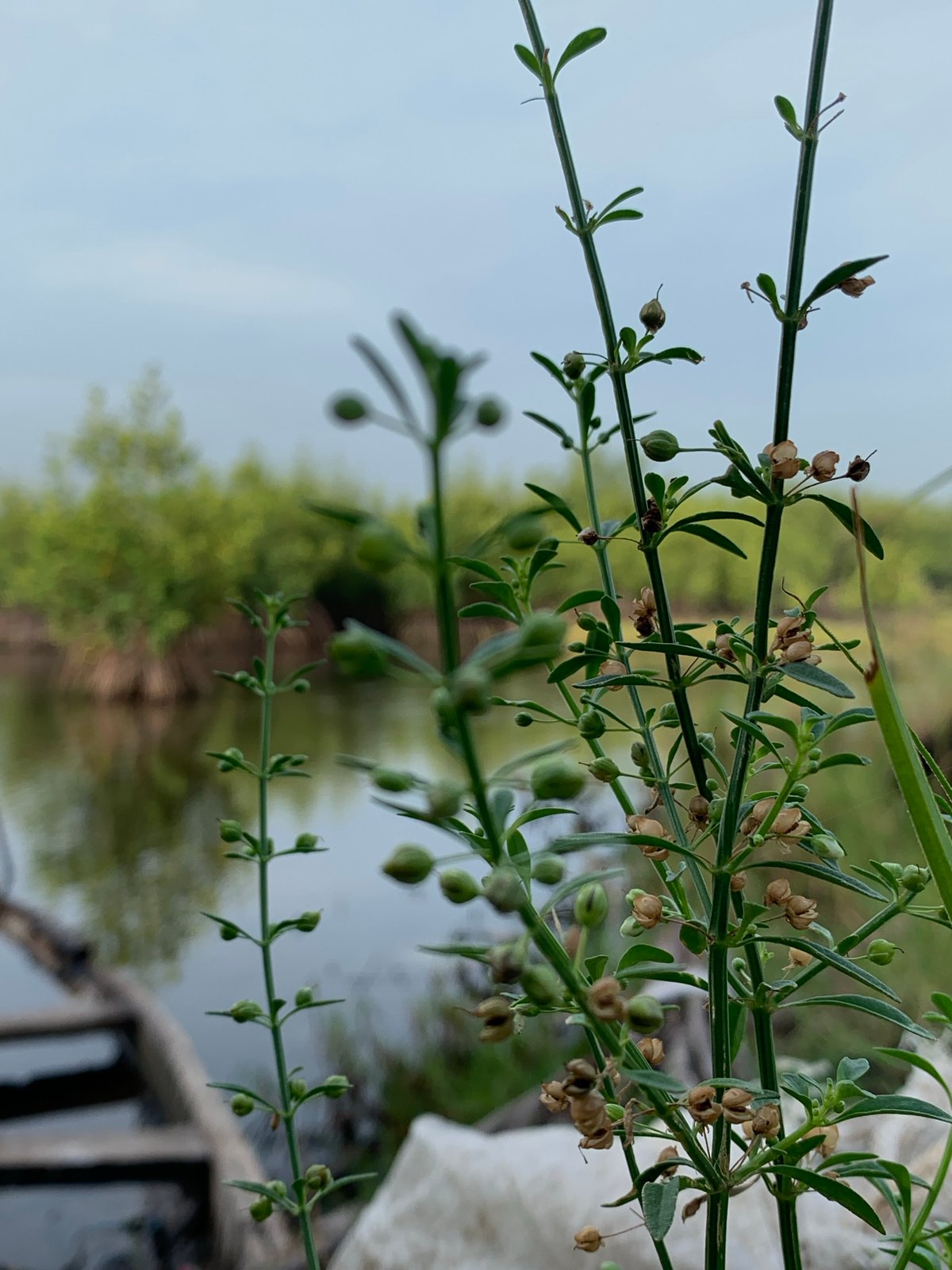 Morning waterway scenes captured in Ibasa, Nigeria wetlands