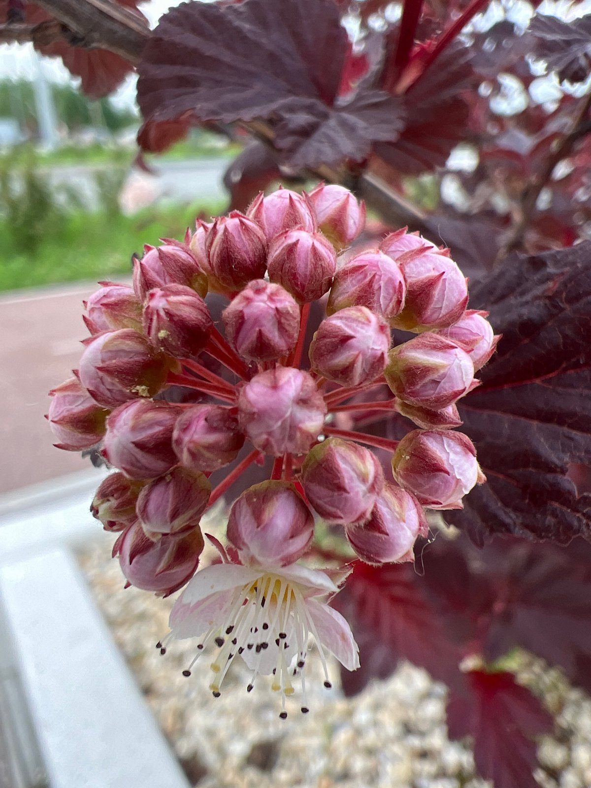 Spring flora documentation walk through Yekaterinburg captures blooming season