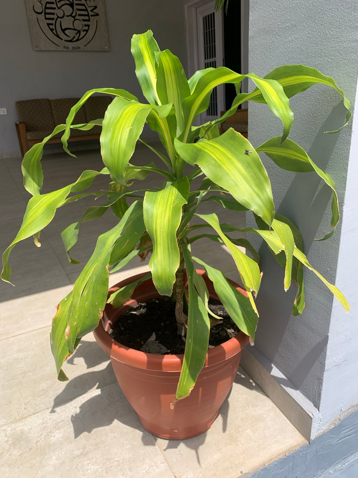 Midday at home in Jos: plants, desk life, and cloudy skies