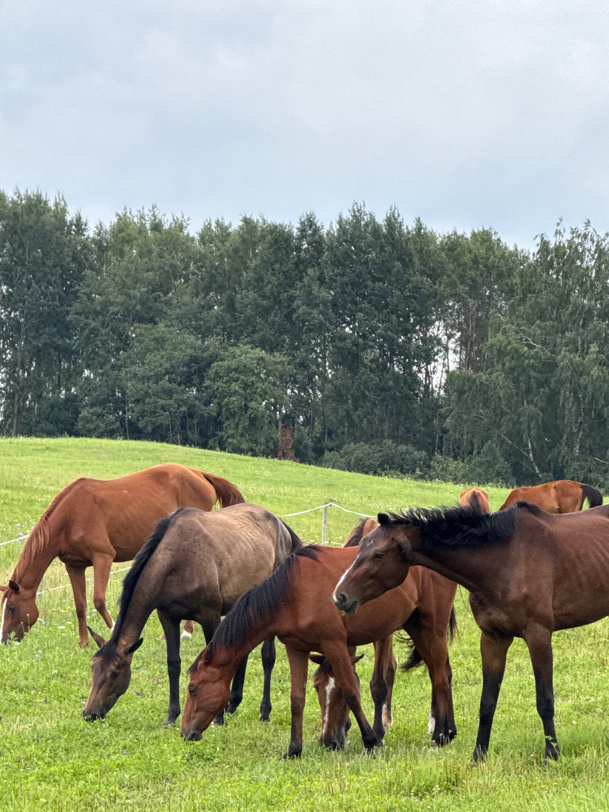 Horses grazing in a Lithuanian pasture, daylily indoors nearby