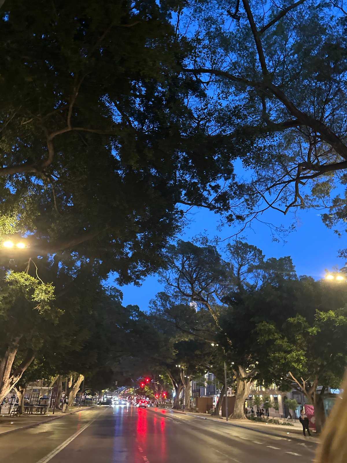 Evening streetlights illuminate tree-lined avenue in Málaga, Spain