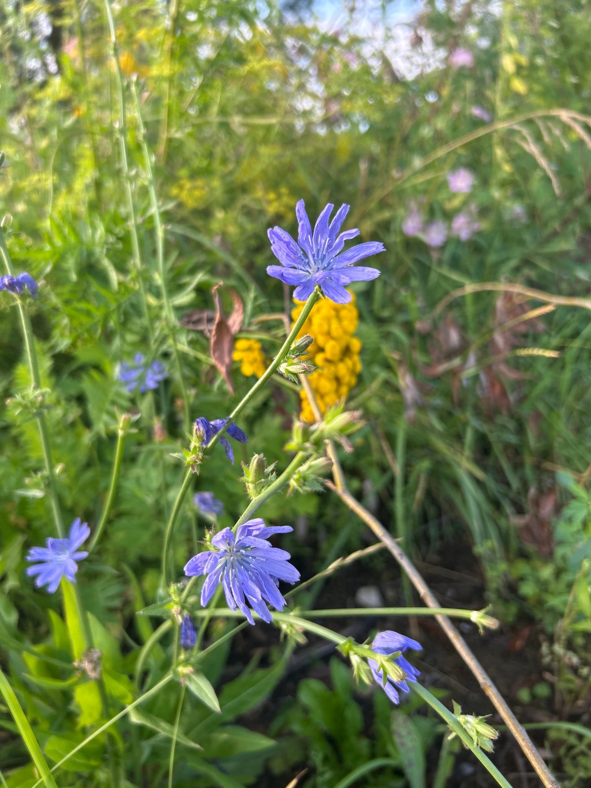 Summer afternoon in Kalitsino, nature details and a popsicle
