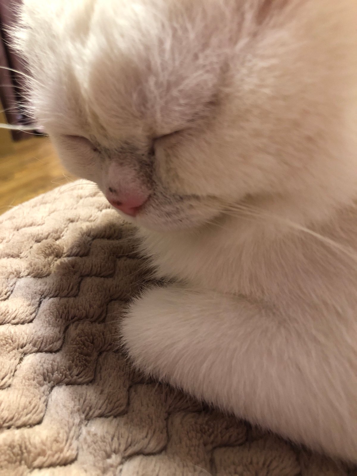 Cats napping: a cozy indoor session with multiple felines