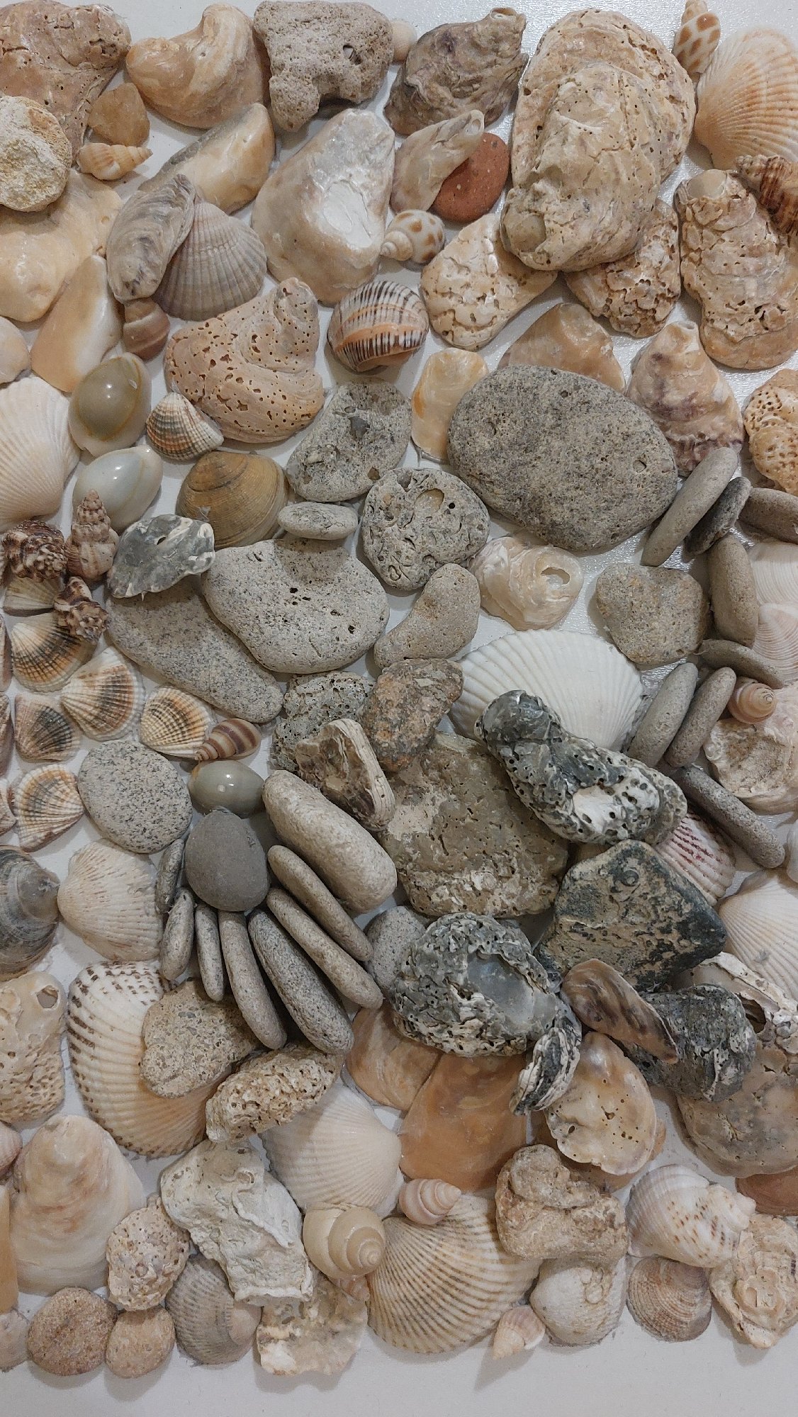 Shells, stones, and painted nails in a close-up styling session