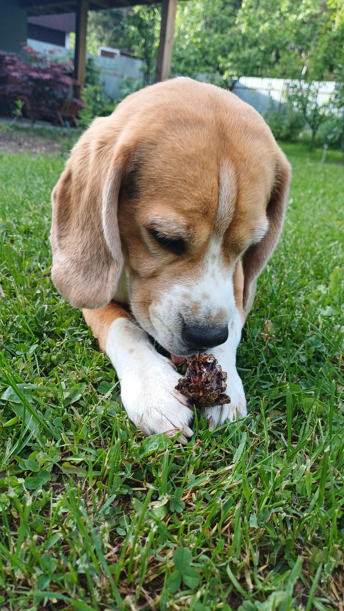 Pet owner documents beagles and cat during quiet afternoon