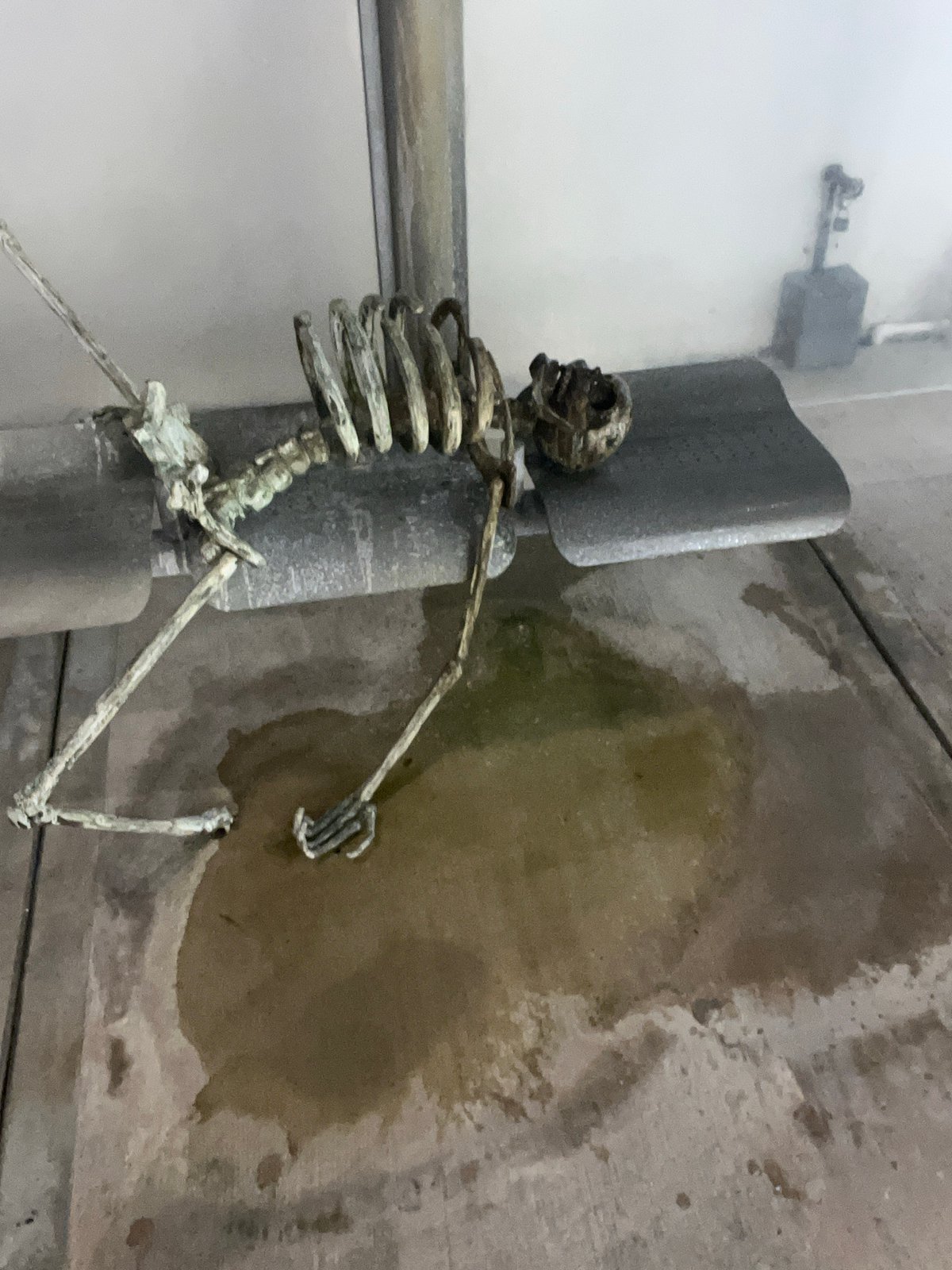 Deteriorated skeleton display found in water-damaged Miami building