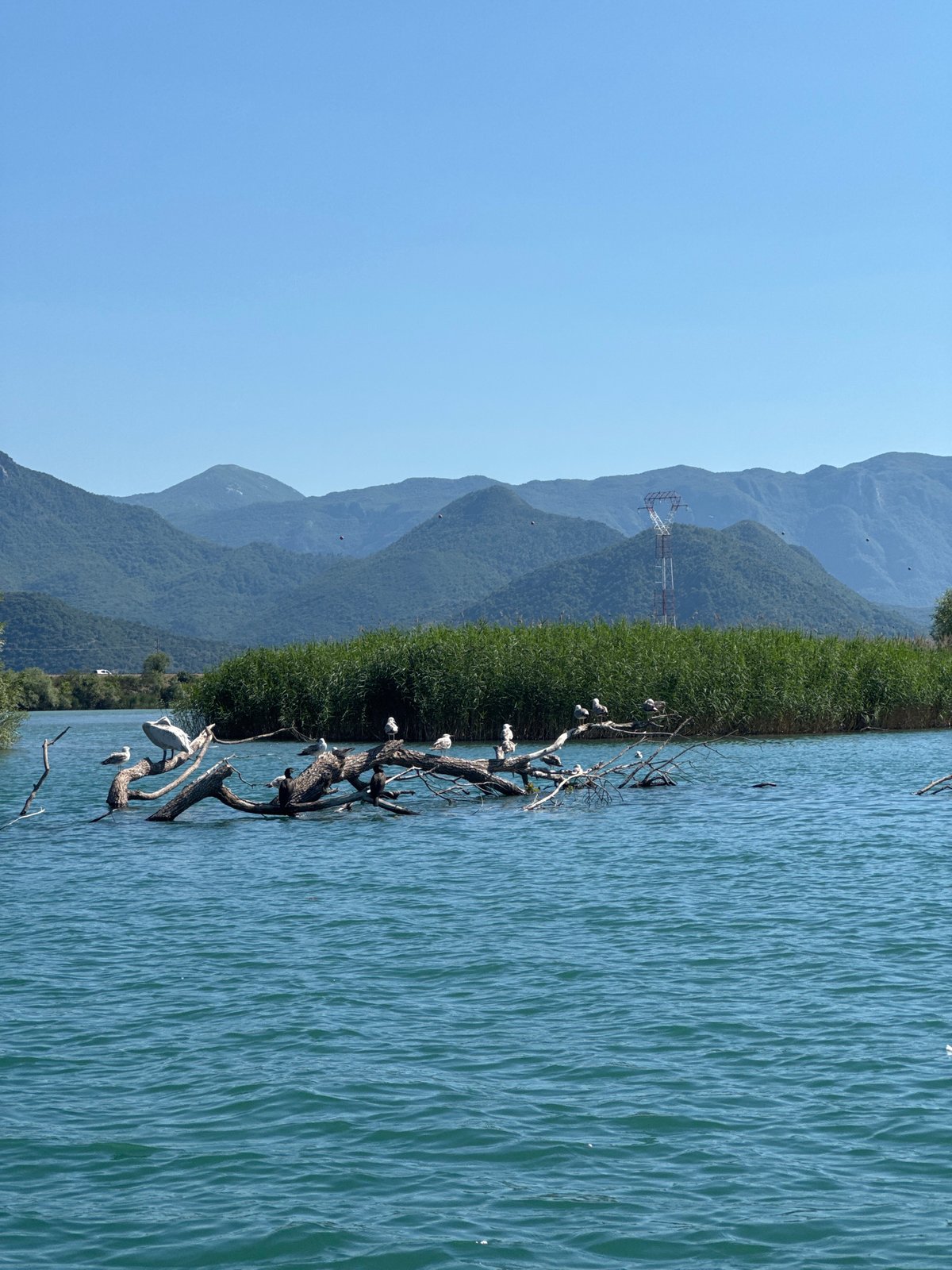 Boat journey captures Lake Skadar wildlife and scenery near Vranjina