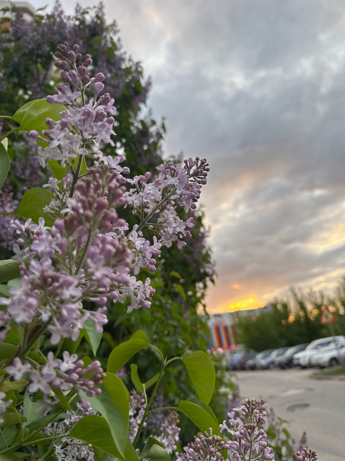 Spring blooms and street life documented in urban neighborhood