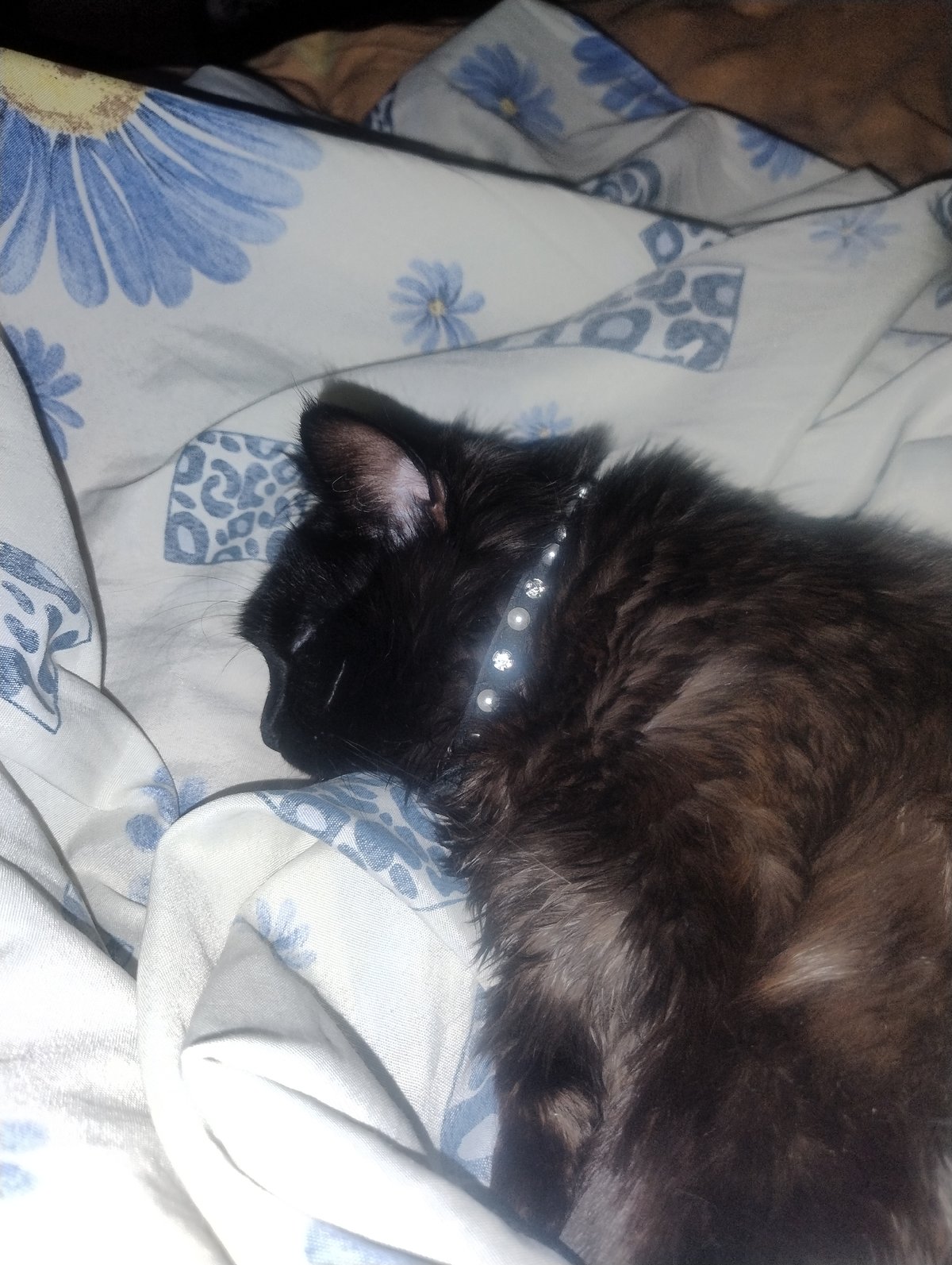 Black cat relaxes on floral bedding, caught in various states of rest