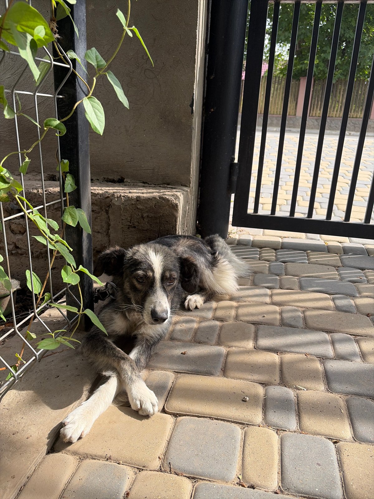Lazy summer morning with pets and coffee in rural Moldova