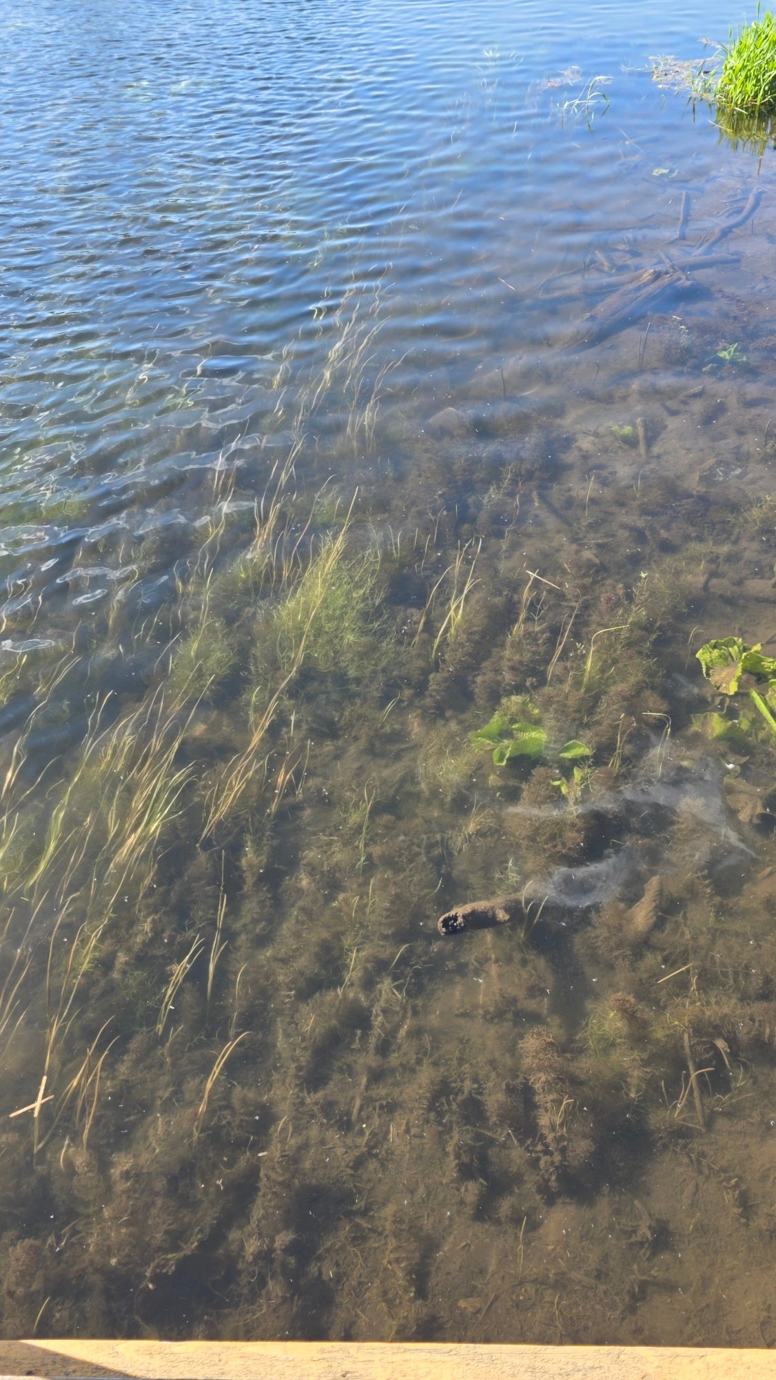 Spring afternoon stroll documented through Gatchina parks and waterways