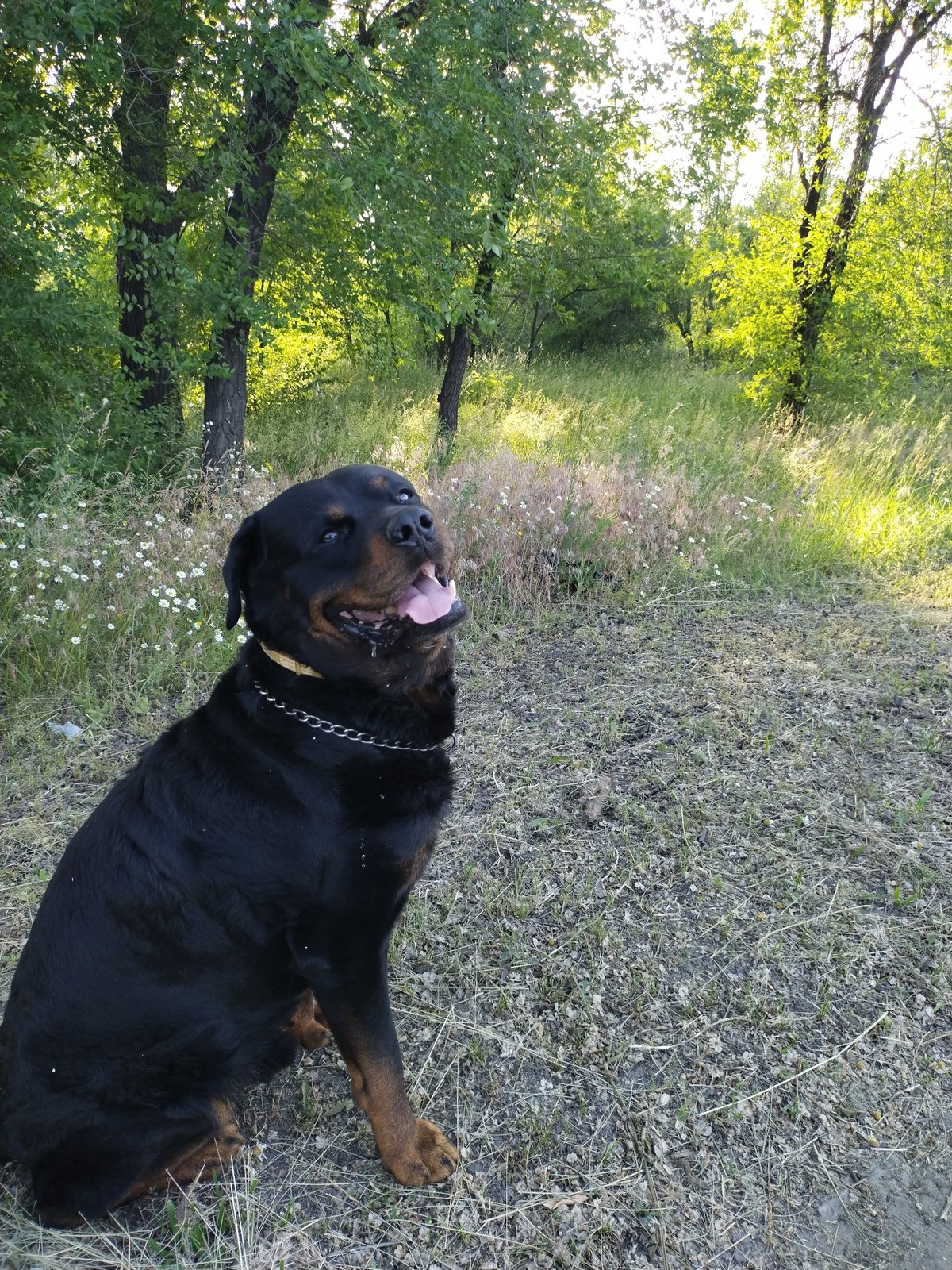 Dog walker documents afternoon stroll through Horishni Plavni countryside