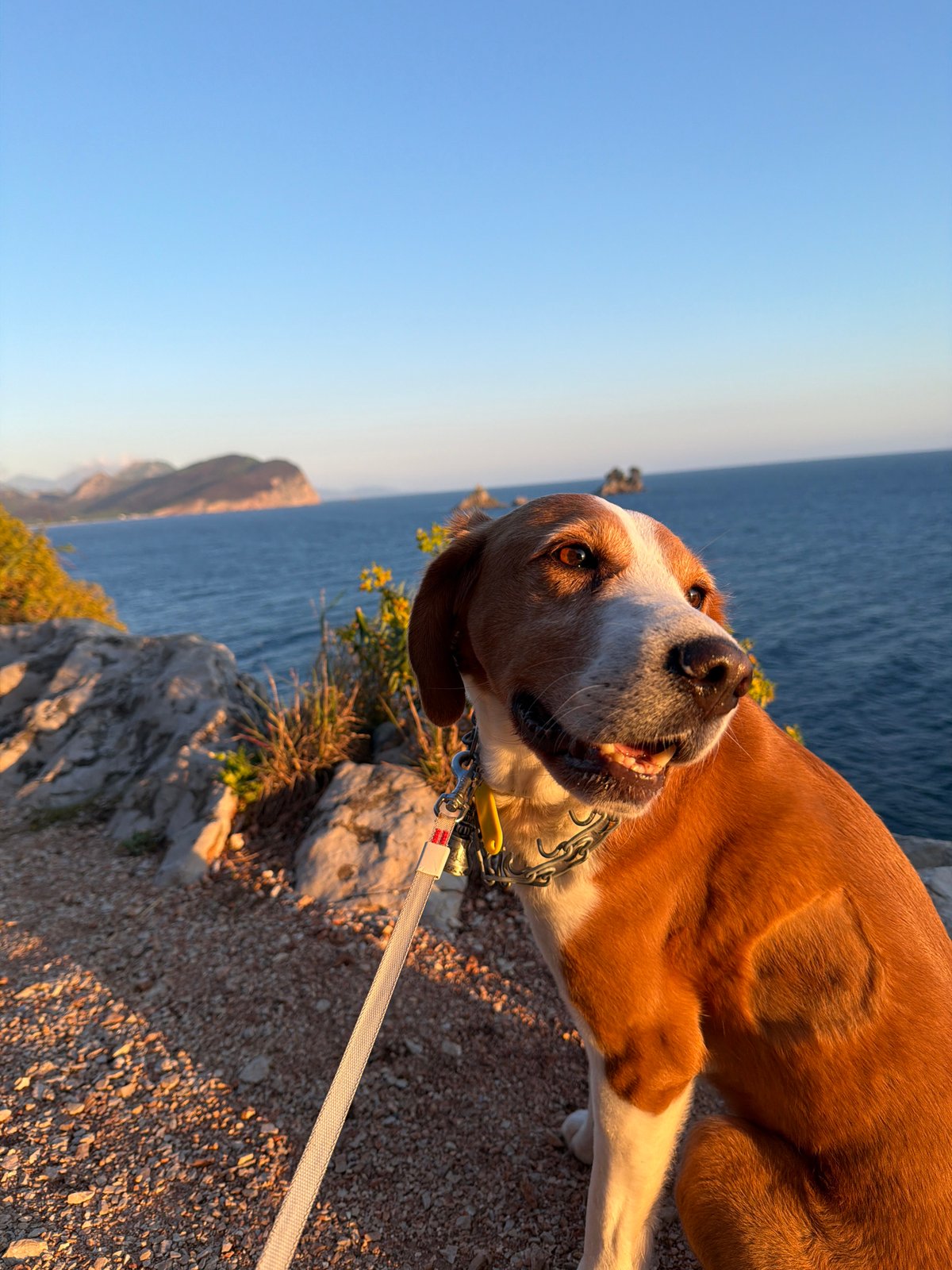 Dog rests on coastal path in Montenegro