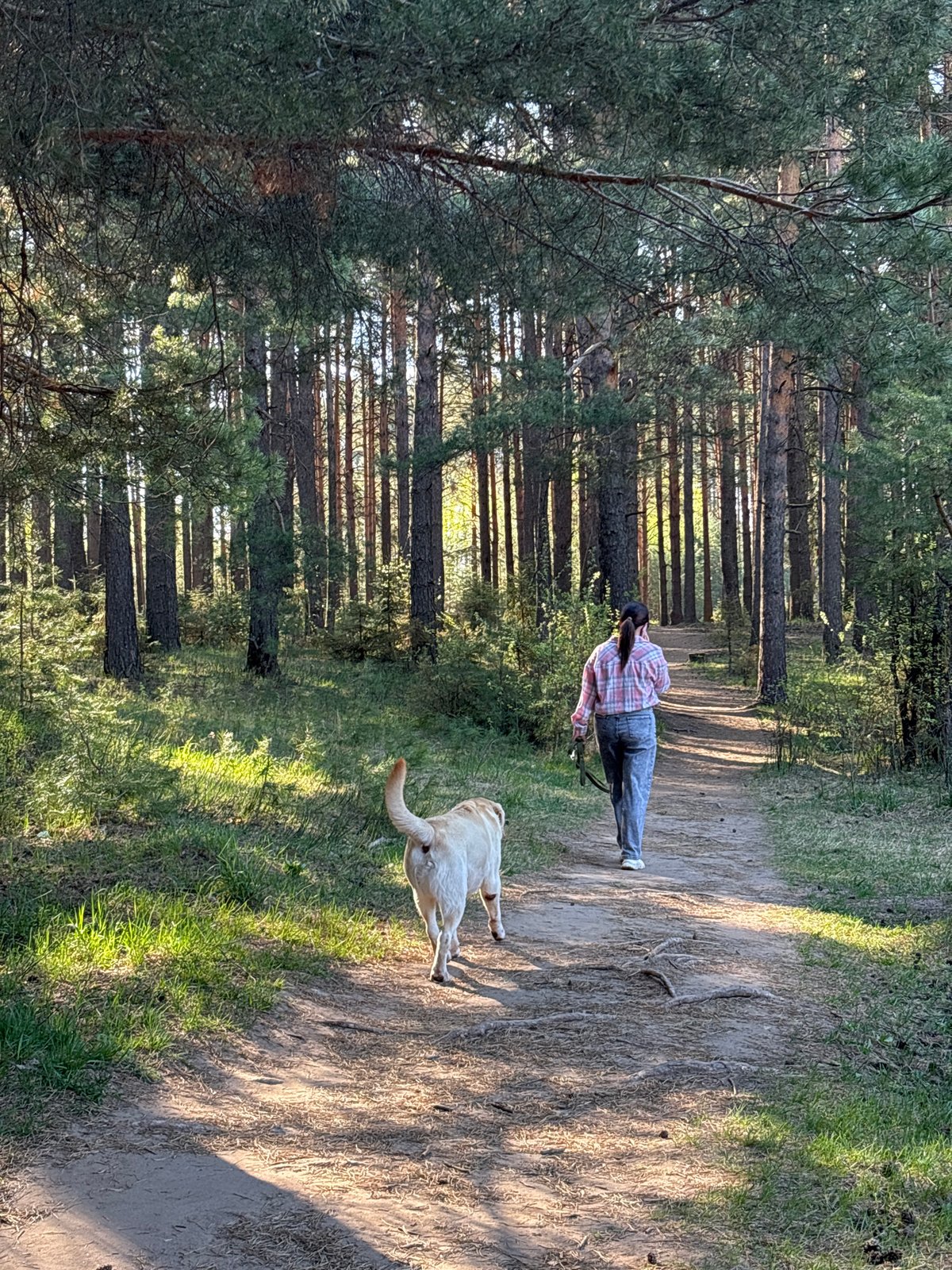 Early morning forest exercise and dog walking in Chaikovsky