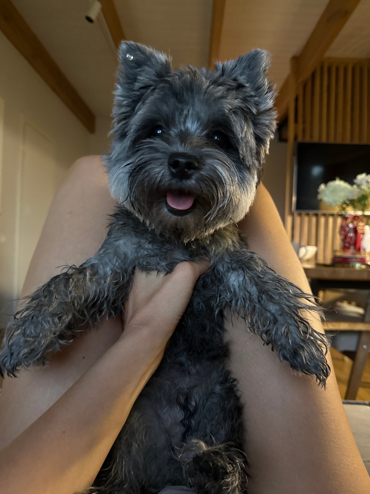 Backyard afternoon with a schnauzer and summer vibes in Chaikovsky
