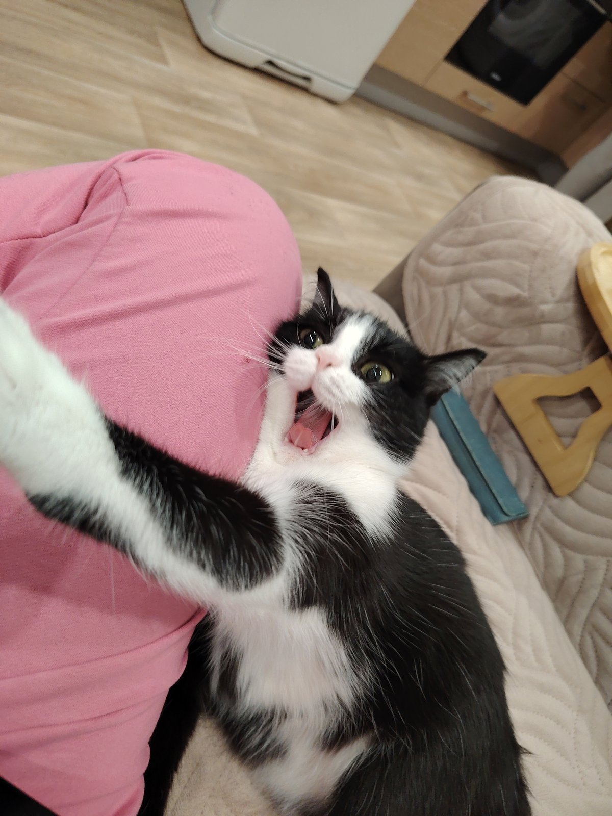 Domestic cats observed resting and playing in residential setting