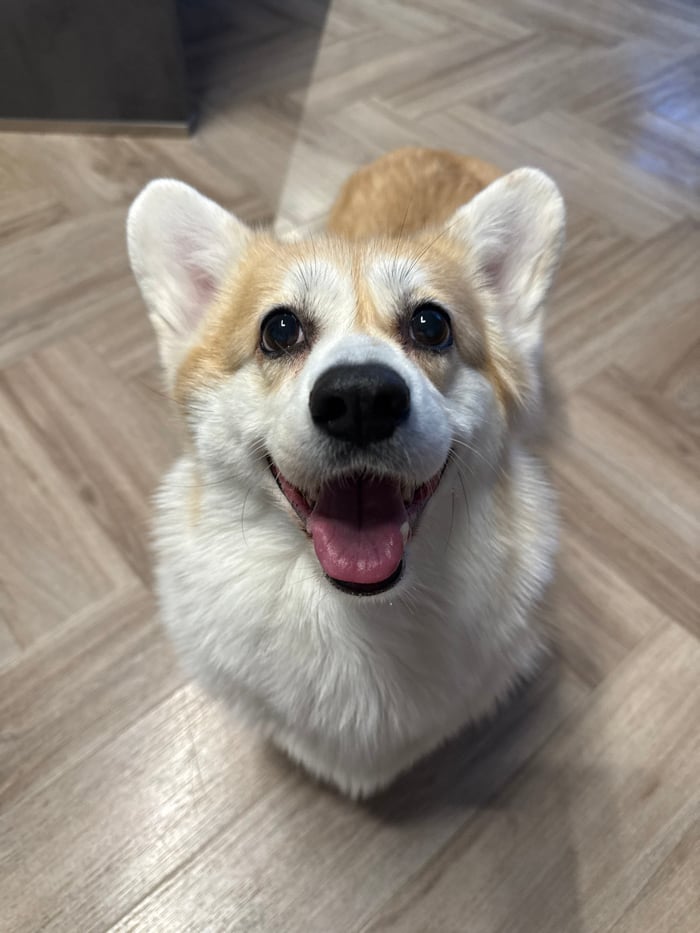 Late night corgi playtime documented in Krasnoyarsk home