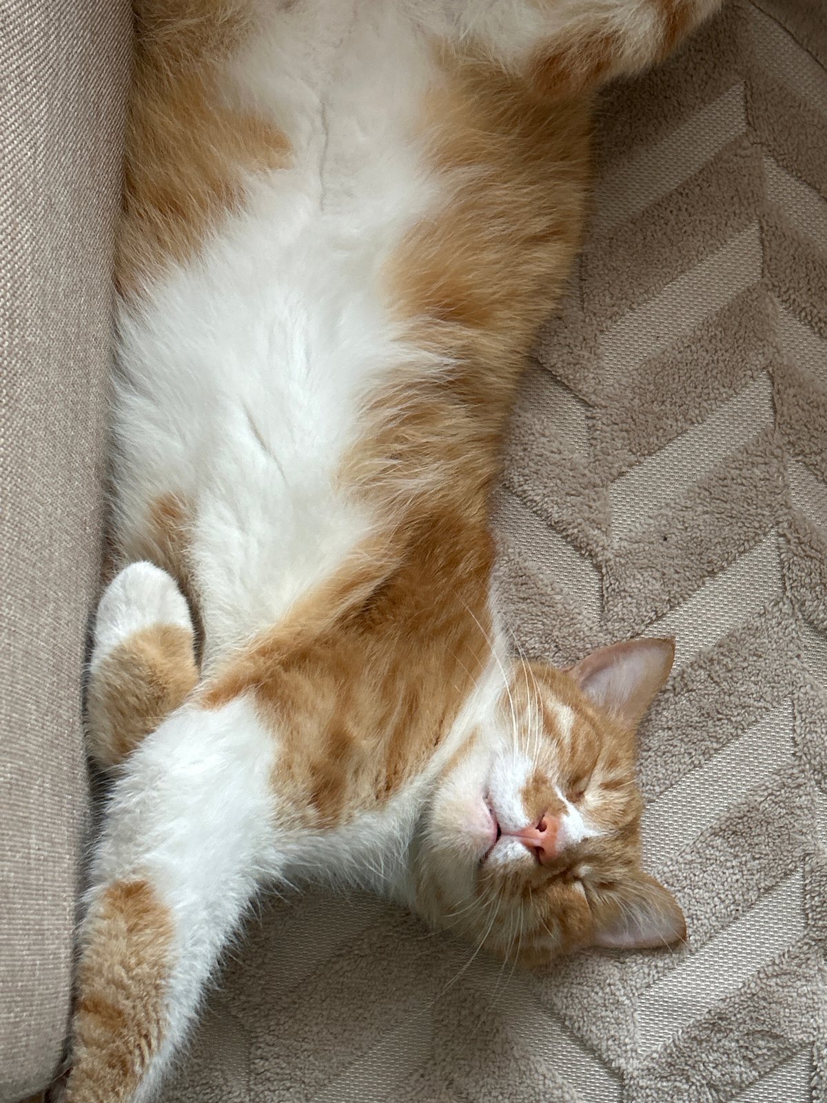 Cat sleeps peacefully on textured surface in Burgas