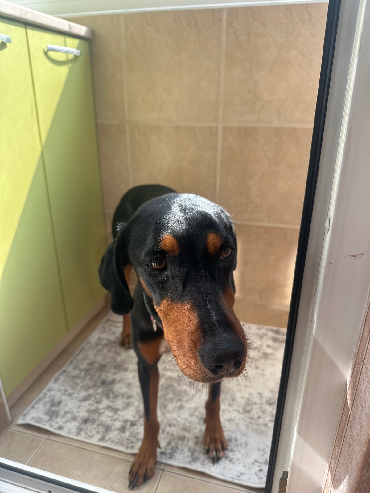 Domestic scenes with Doberman dogs documented in Varna, Bulgaria