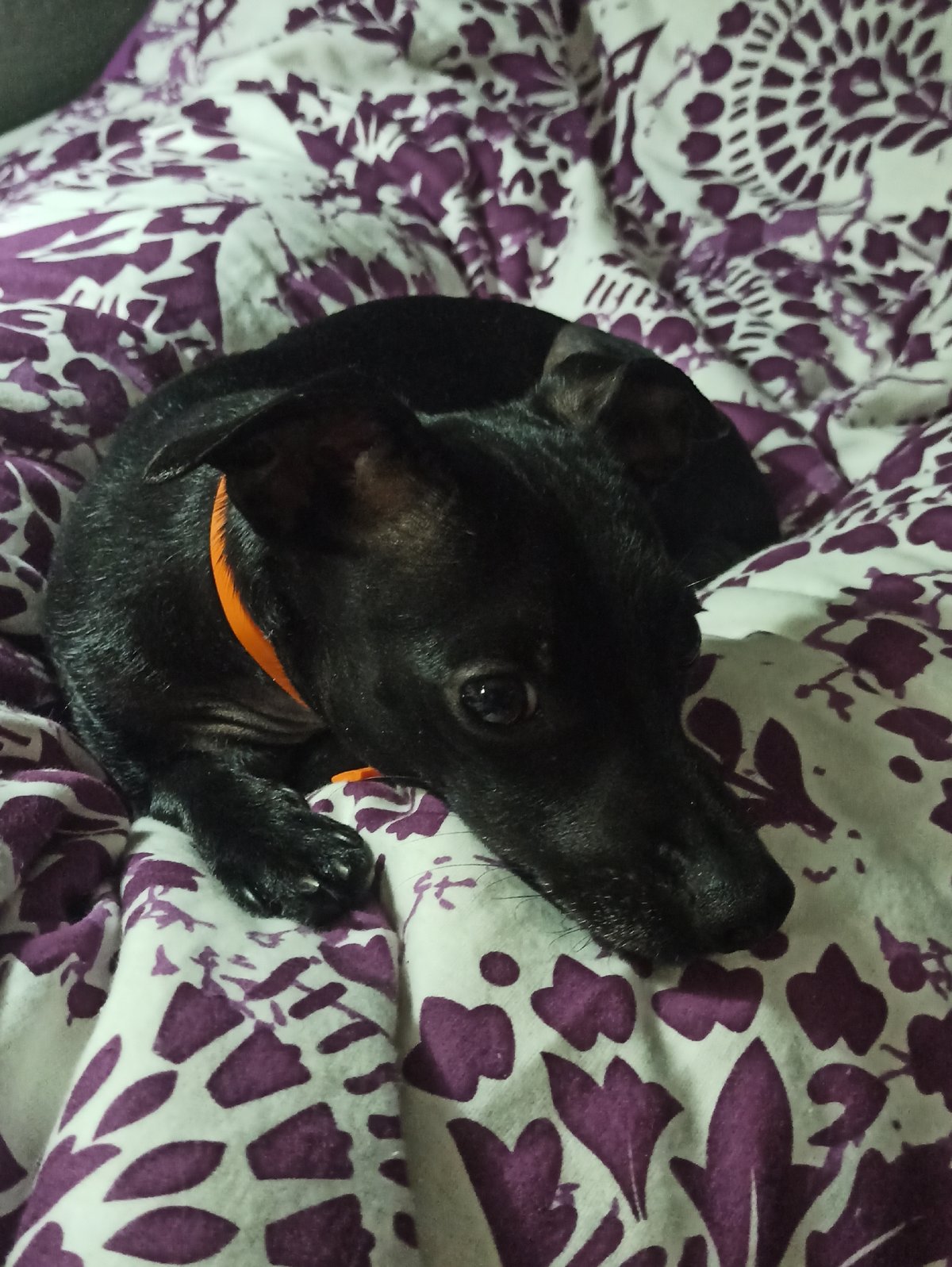 A black dog's evening at home in Minsk