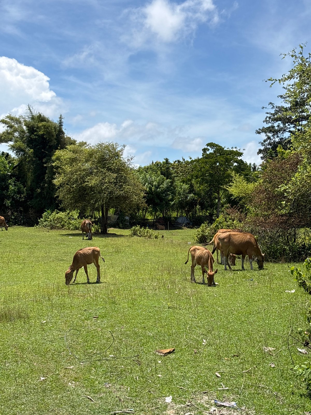 Cattle graze in pastoral field in Ungasan, Indonesia