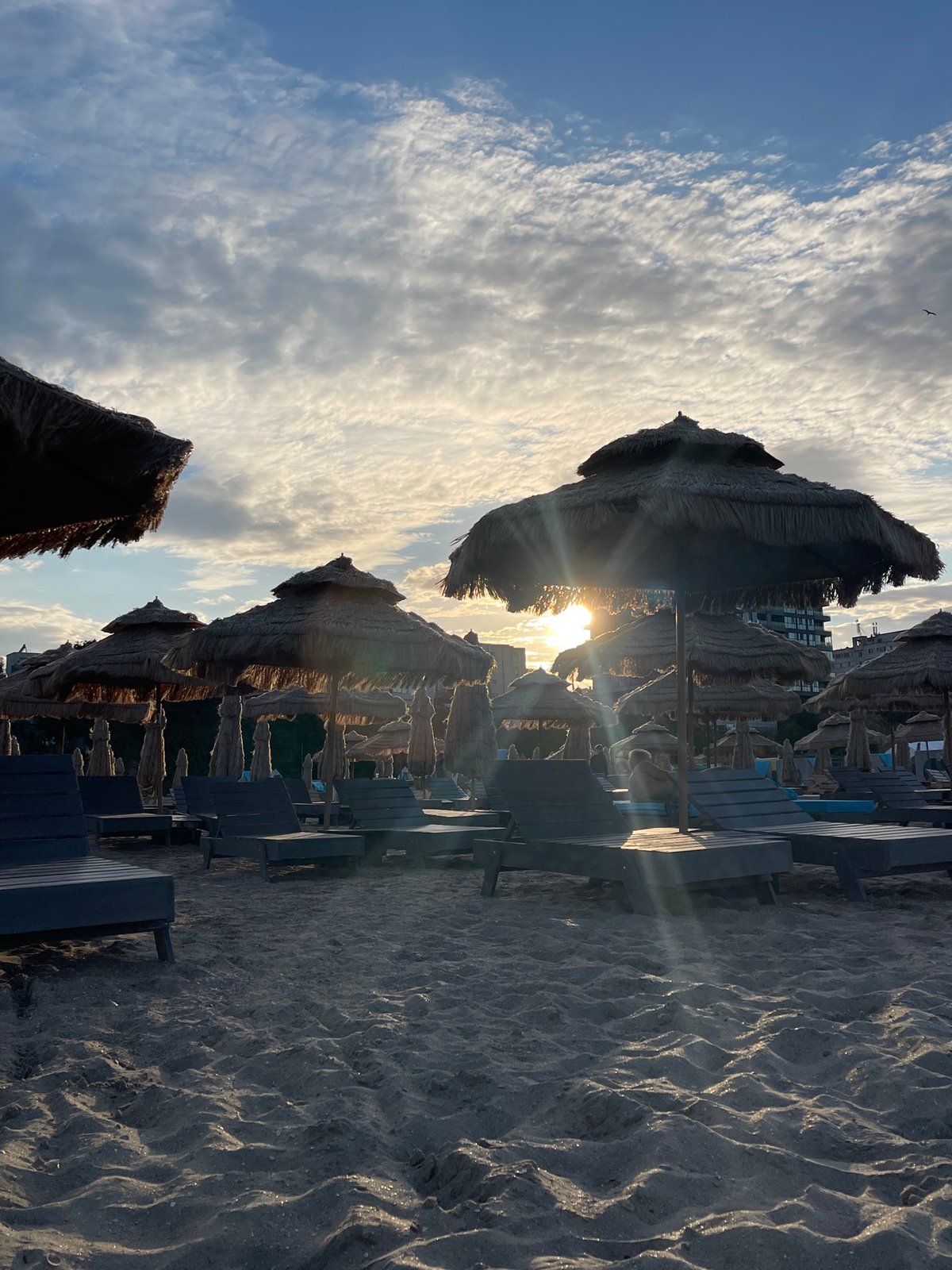 Beach afternoon: shoreline, animals, and shifting light