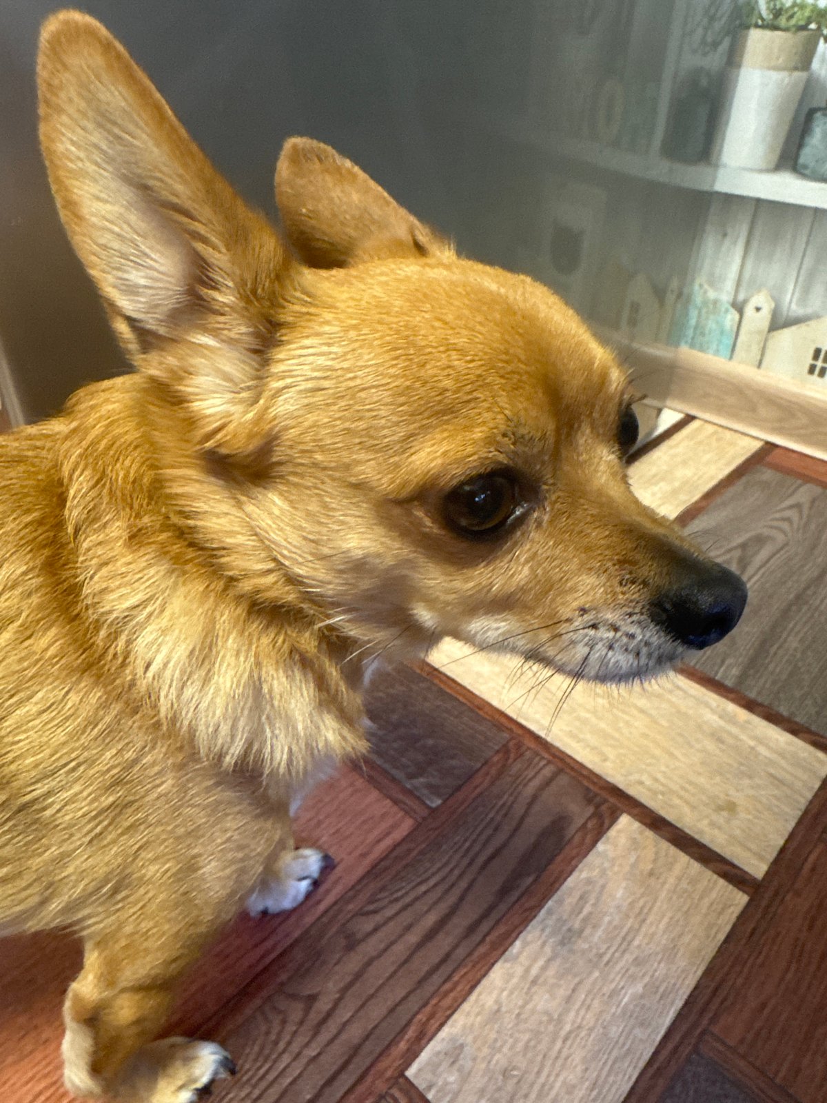 Quiet home life in Chaikovsky: toddler, chihuahua, and selfies