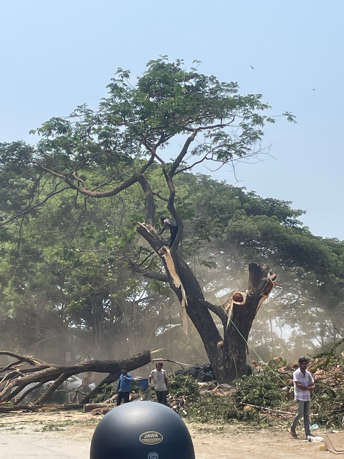 Tree removal operations underway in Mumbai park