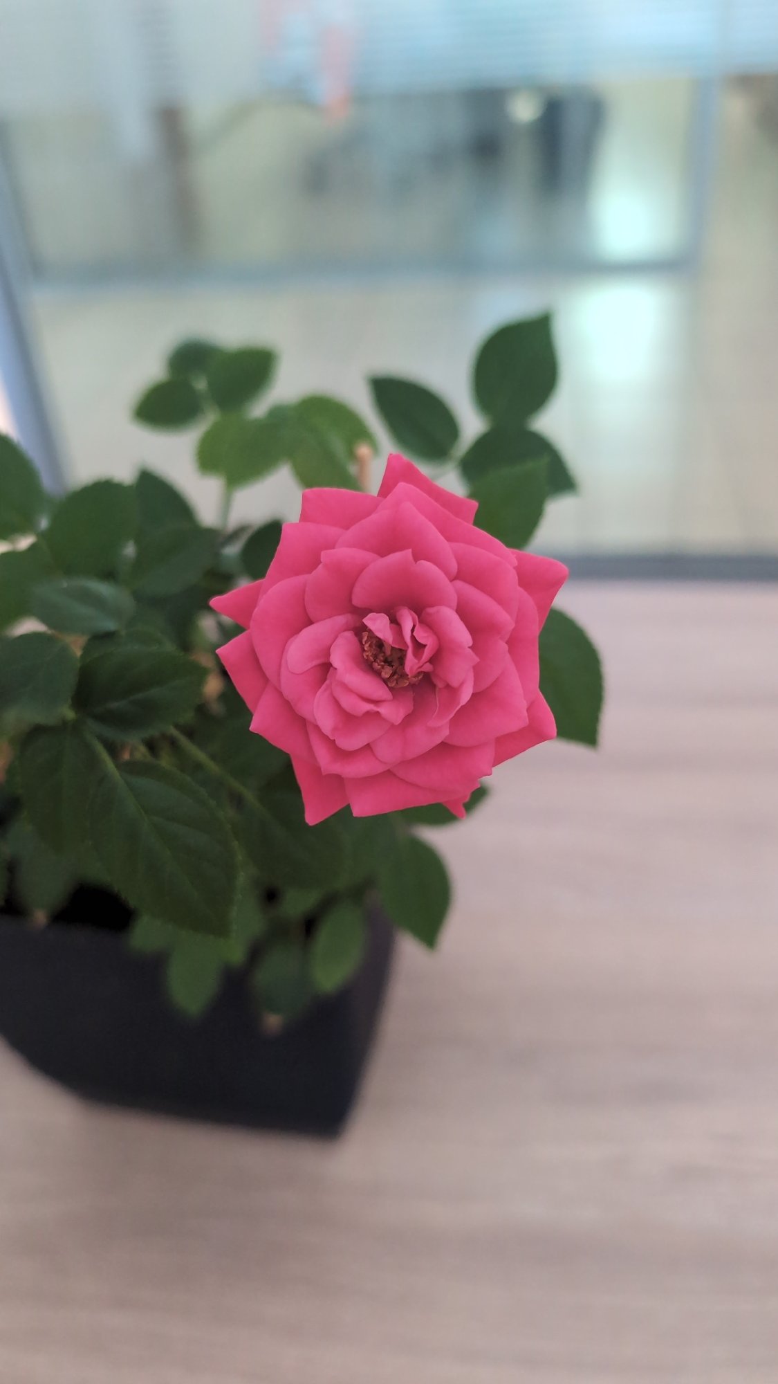Early morning scenes captured in Burgas: roses and port