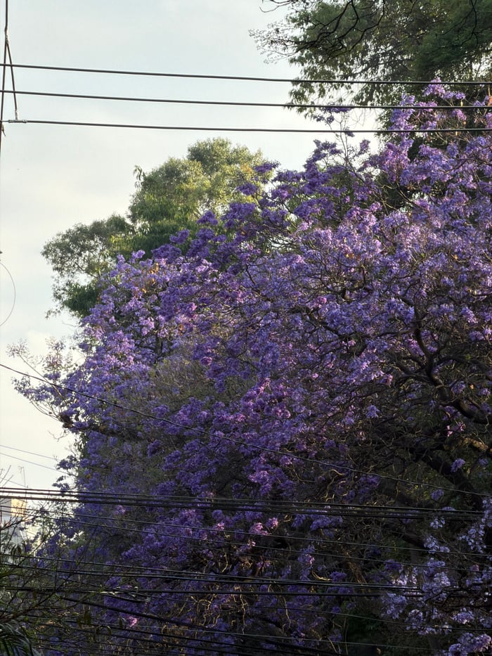 Blooming Jacaranda tree photographed in Mexico City