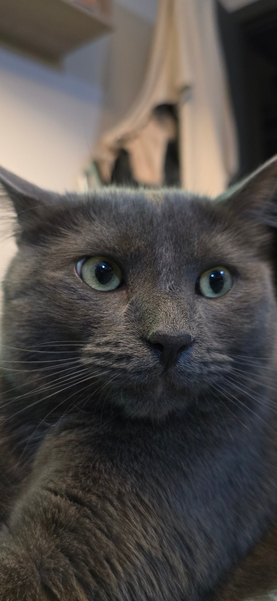 Gray cat portraits and Vratsa at dusk, one evening in Bulgaria.