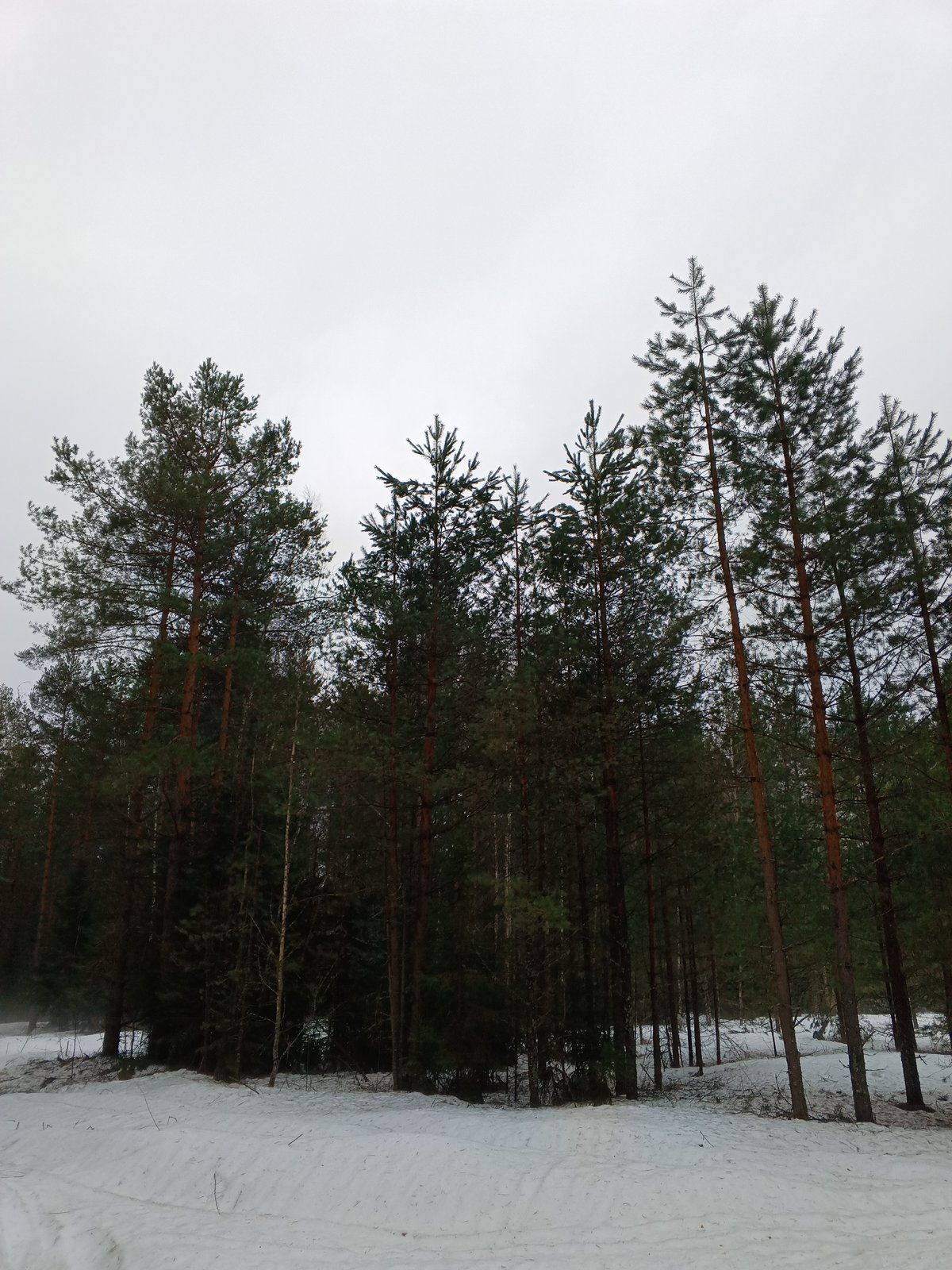 Winter forest path documented in Красный Маяк, Russia