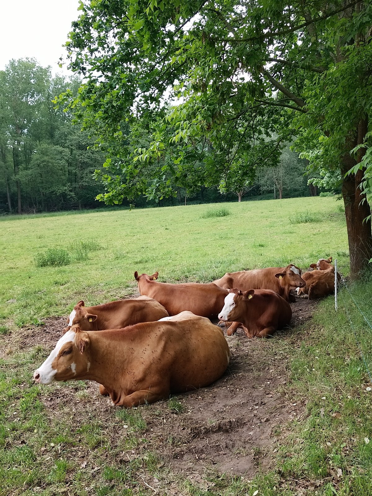 Everyday scenes captured: cattle, gardens, vintage displays, German signage