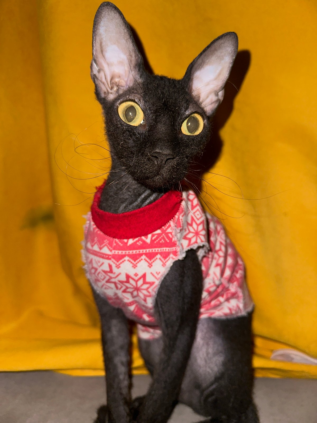 Rainy night in Chaikovsky, a dressed-up cat, and wet streets