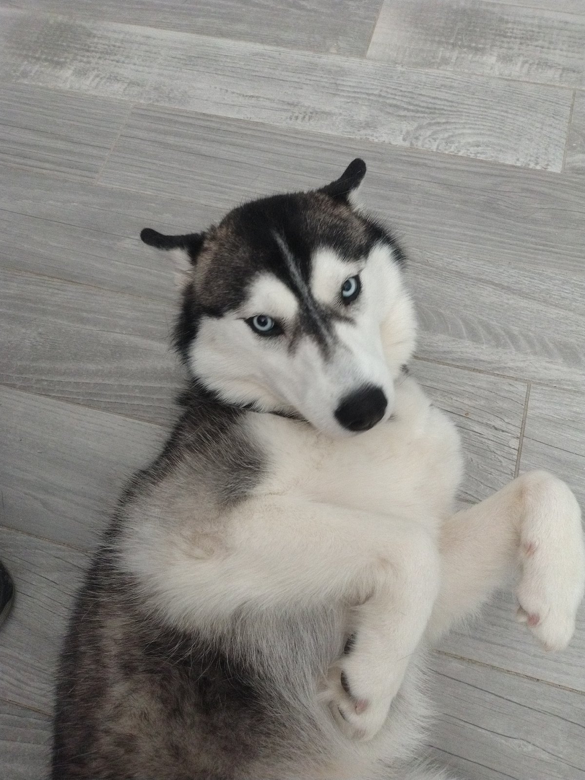 Husky plays on floor while cats rest nearby in Luxembourg
