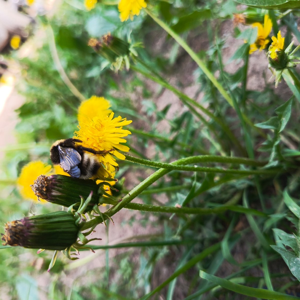 Bees gather nectar from dandelions in Russian village