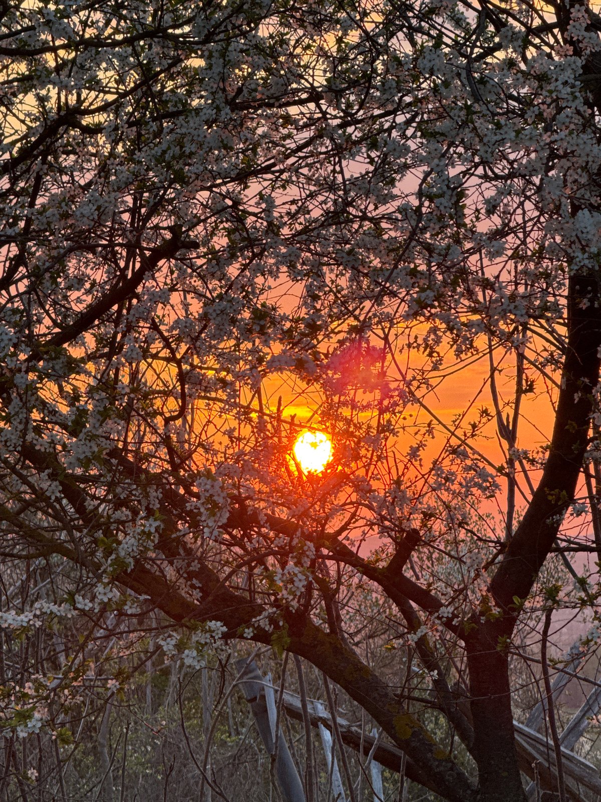 Spring sunset captured through blooming trees in Bulgarian village
