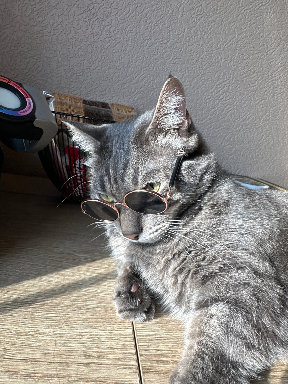 Cat Spotted Wearing Sunglasses on Wooden Surface in Krasnoyarsk