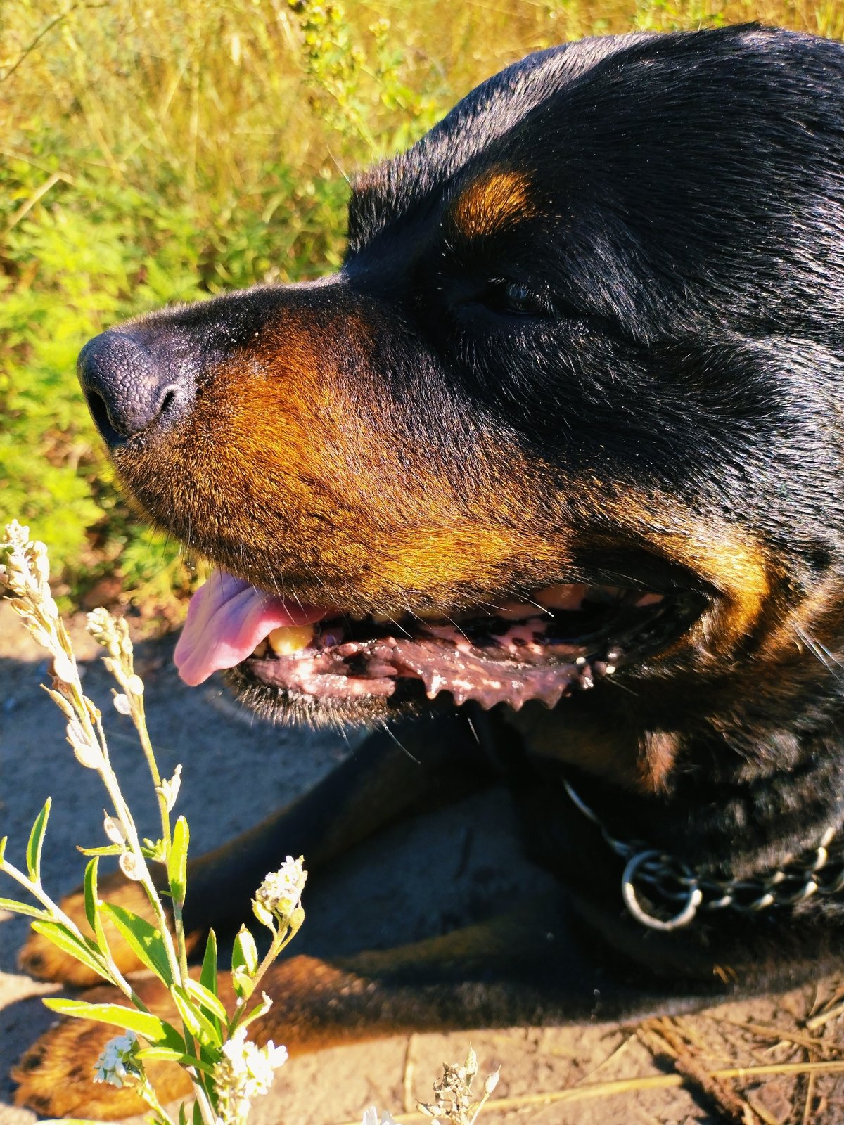 Rottweiler resting on a sun-baked path in Horishni Plavni