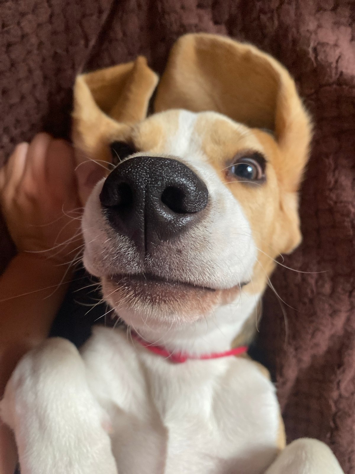 Beagle puppy's lazy morning nap session in Perm